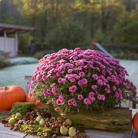 Chez Tante Alice 3* دربي